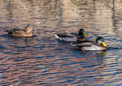 Weissport Ducks