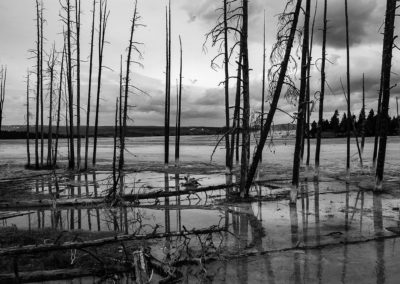 Trees Standing Alone - Yellowstone National Park