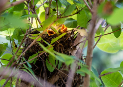 birds nest-2