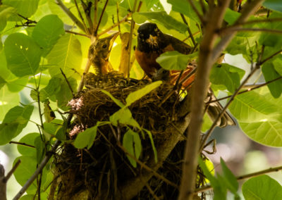 birds nest-6